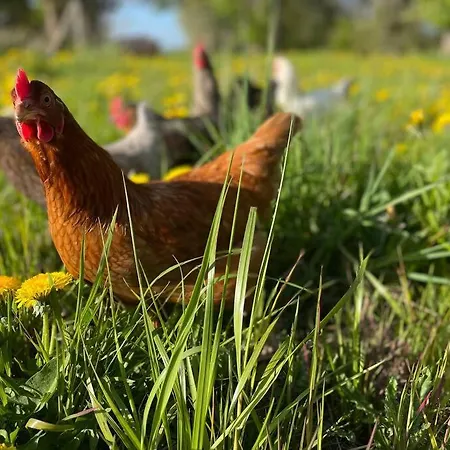 Fuenf Hof Himmelgruen