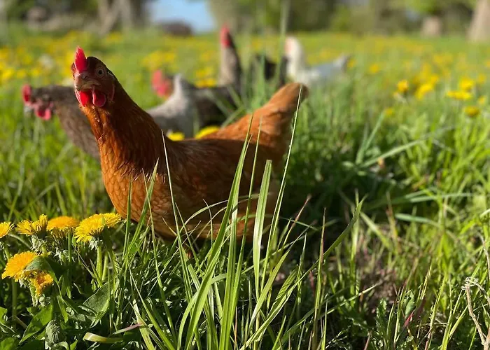 Fuenf Hof Himmelgruen